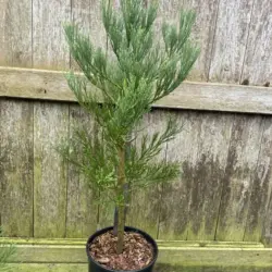 Giant Redwood 60/80cm (7L)