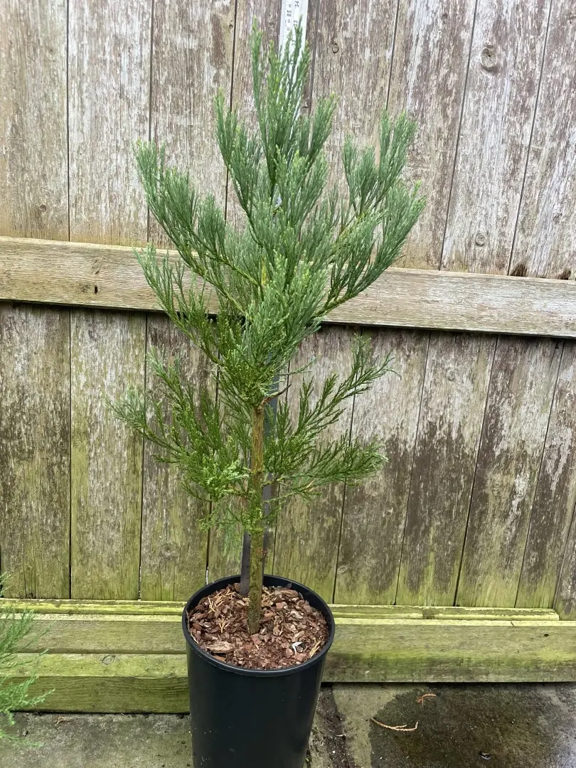 Giant Redwood 60/80cm (7L)