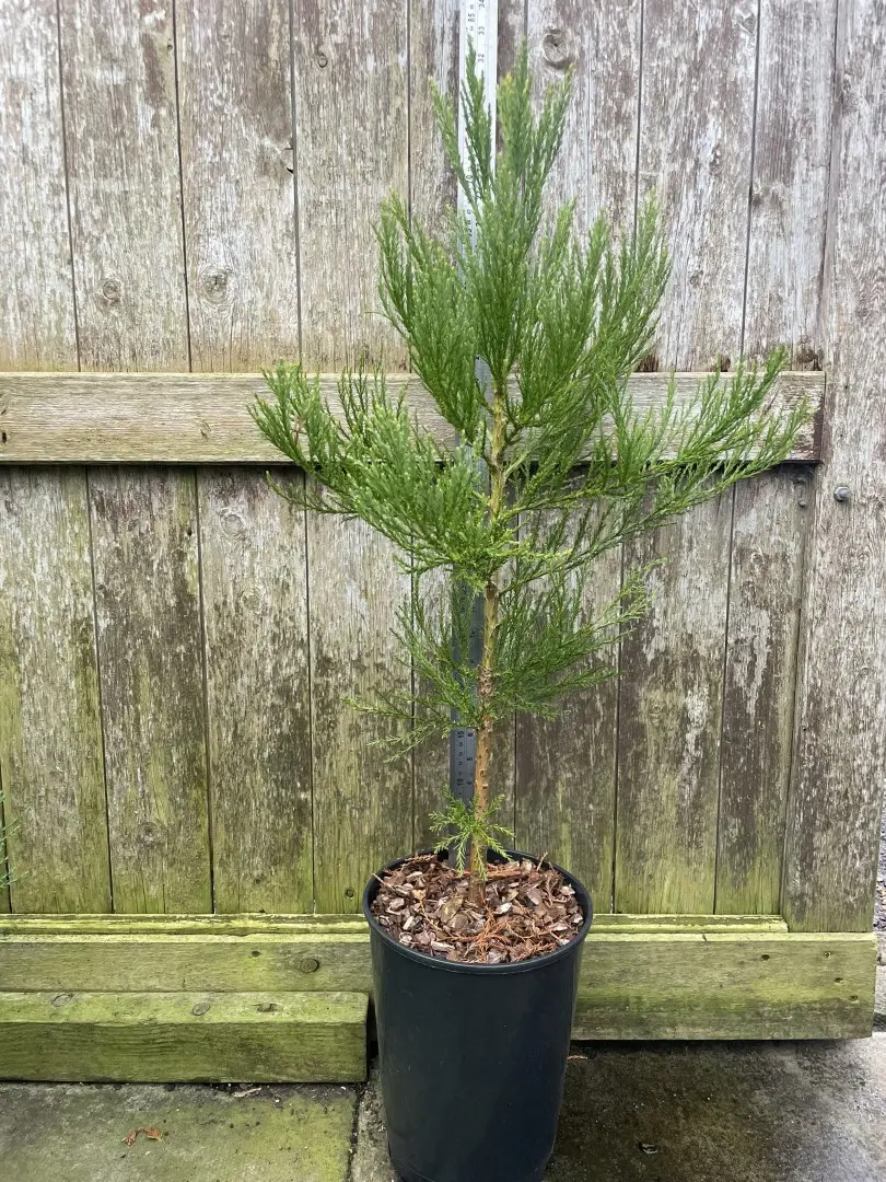 Giant Redwood 60/80cm (7L) - Image 2