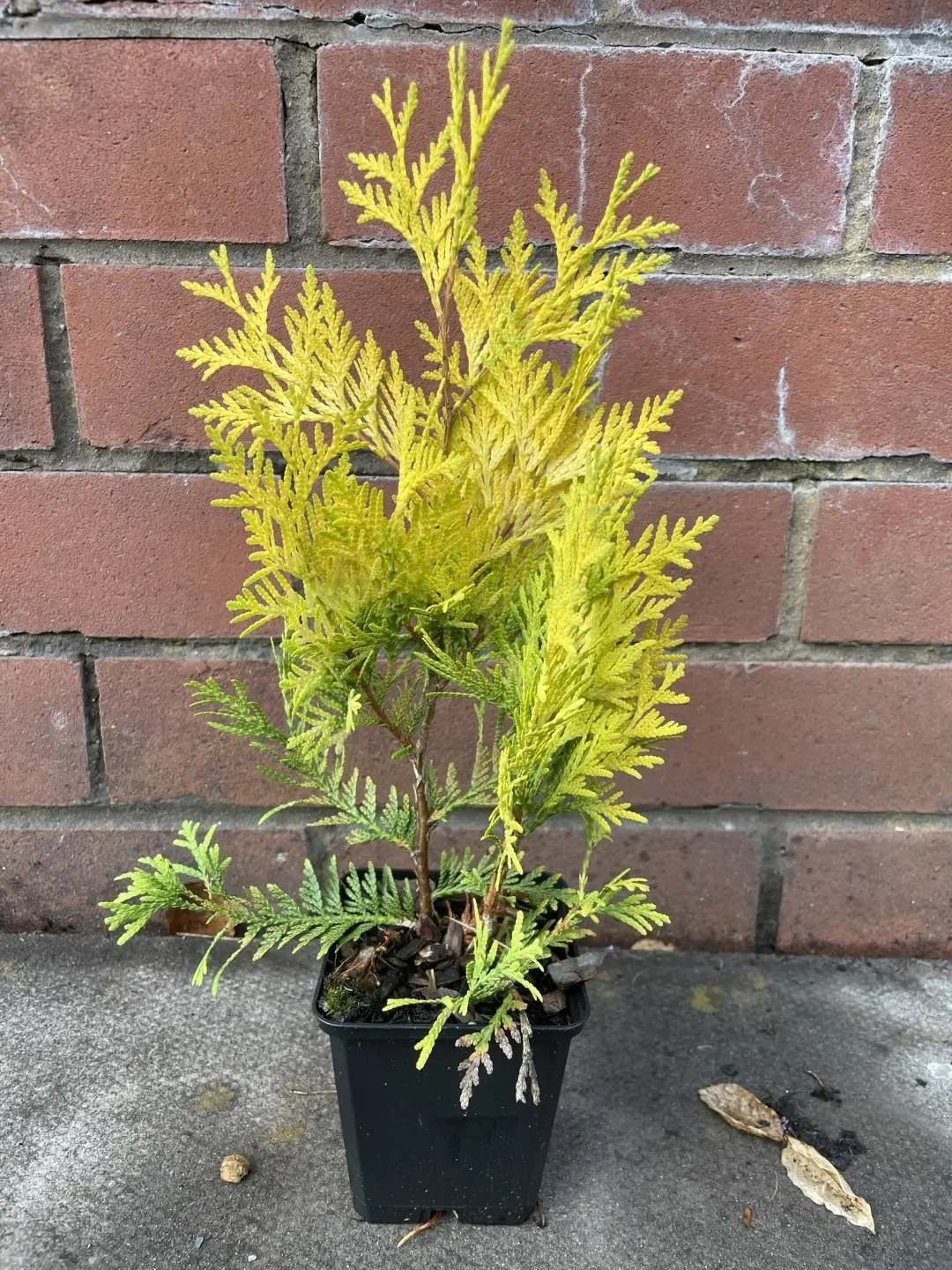White Cedar 'Sunkist' (P9) - Image 2