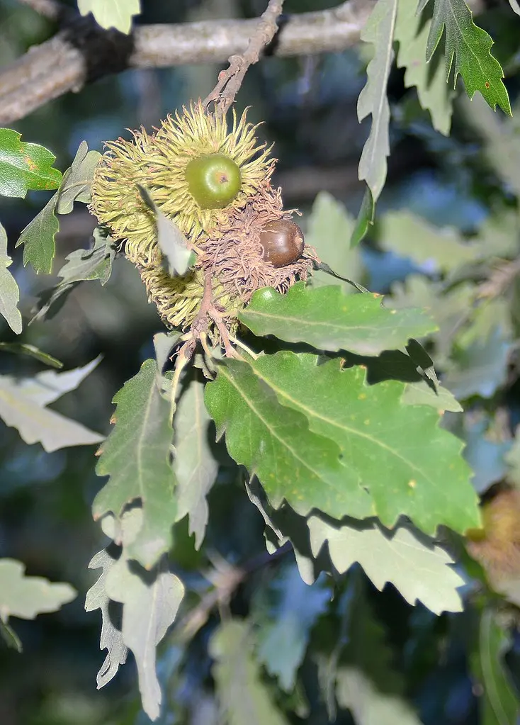 Turkey Oak Tree 40/60cm (2L) - Image 5