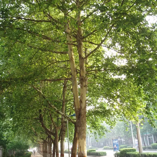 London Plane Tree 40/60cm (P9T) - Image 2
