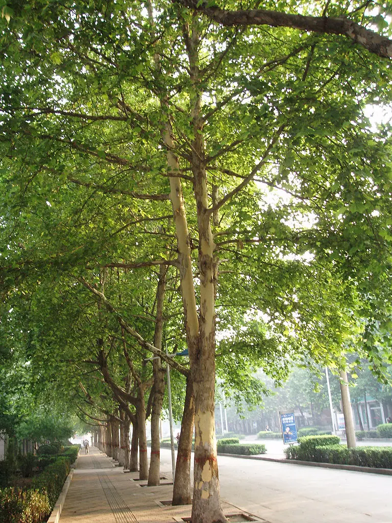 London Plane Tree 80/100cm (P9T) - Image 2