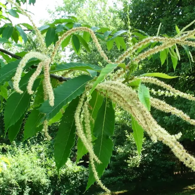 American Chestnut Tree 20/40cm (P9T) - Image 7