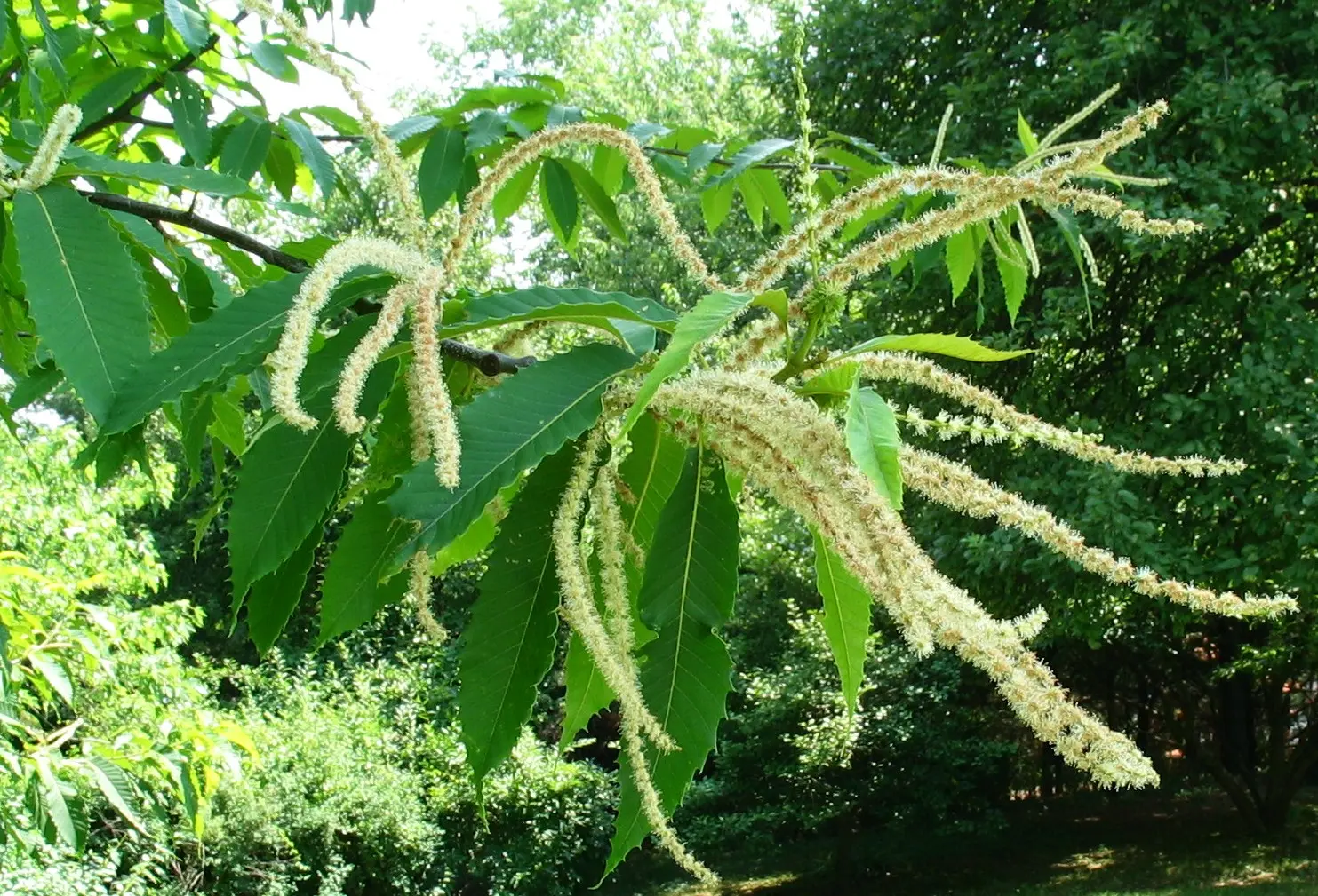 American Chestnut Tree 60/80cm (5L) - Image 5