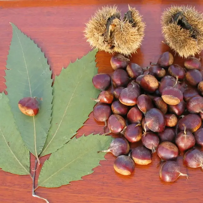 American Chestnut Tree 20/40cm (P9T) - Image 4