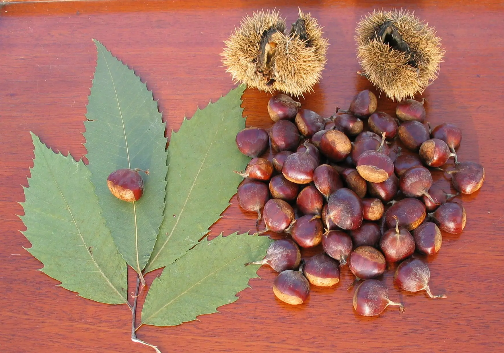 American Chestnut Tree 60/80cm (5L) - Image 2