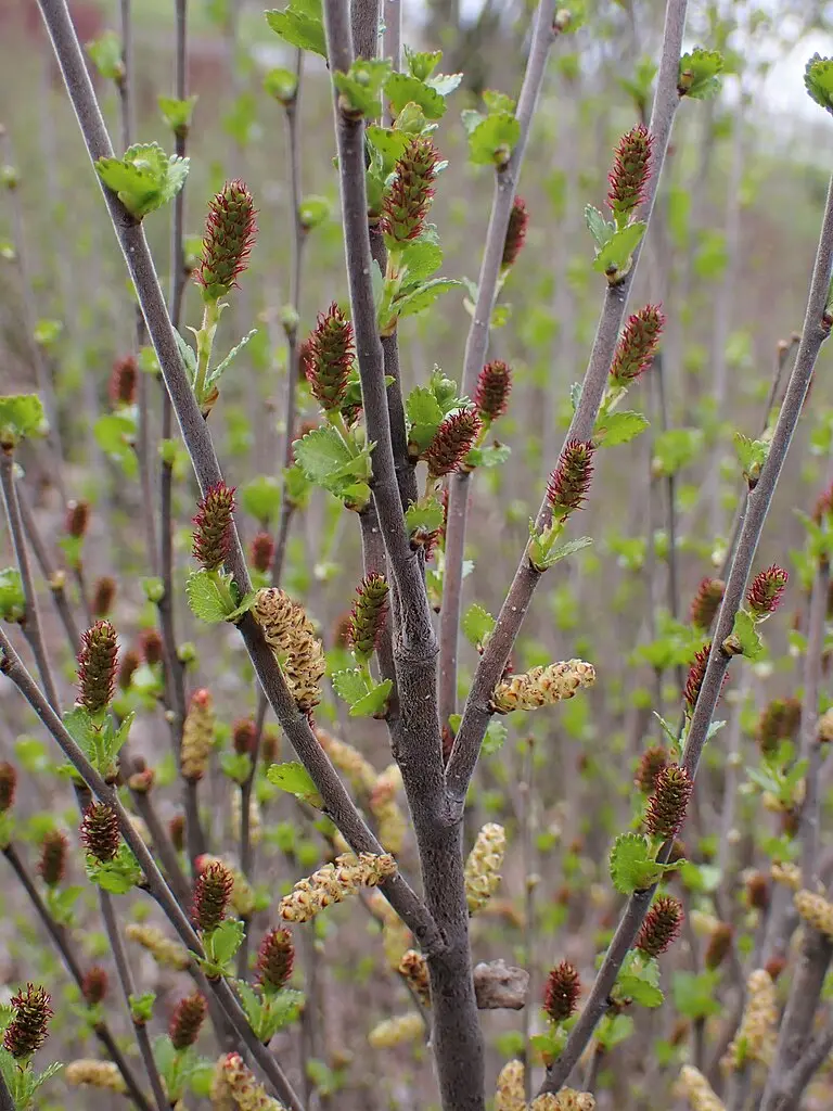 Dwarf Birch Tree 10/20cm (P9) - Image 7
