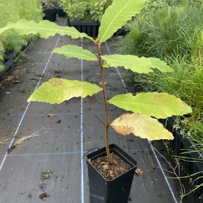 American Chestnut Tree 20/40cm (P9T) - Image 2