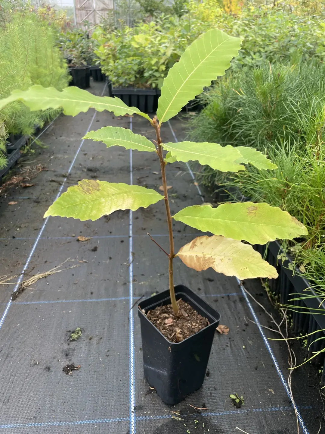 American Chestnut Tree 20/40cm (P9T) - Image 2