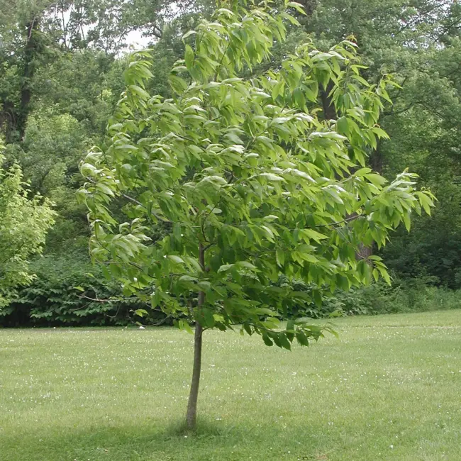American Chestnut Tree 20/40cm (P9T) - Image 6