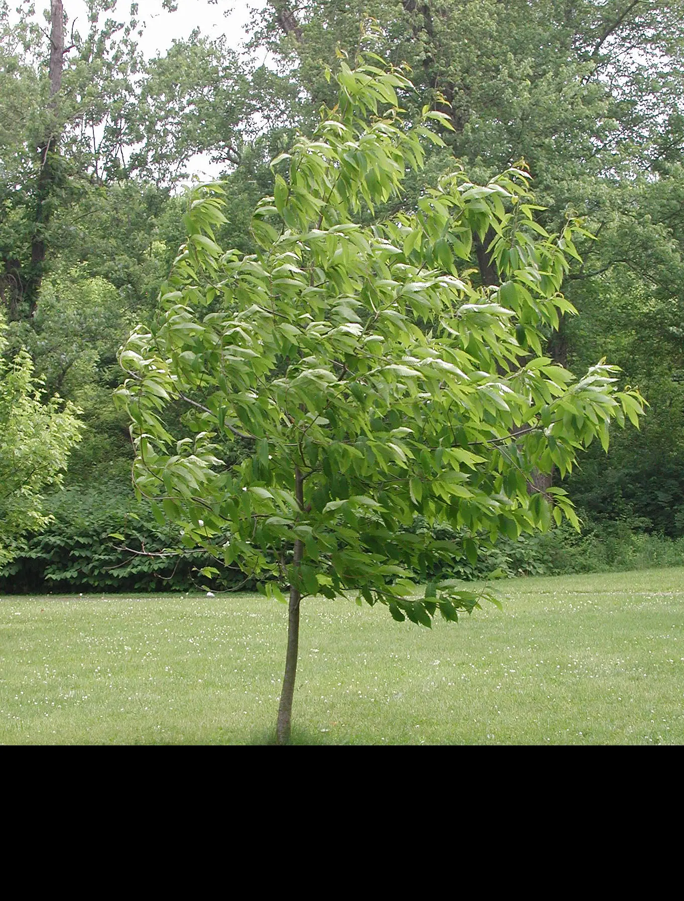 American Chestnut Tree 60/80cm (5L) - Image 4