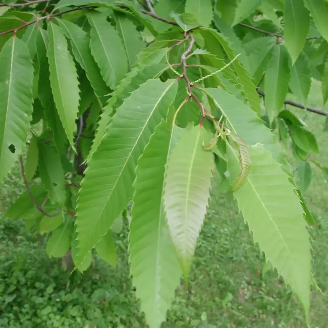 American Chestnut Tree 20/40cm (P9T) - Image 5