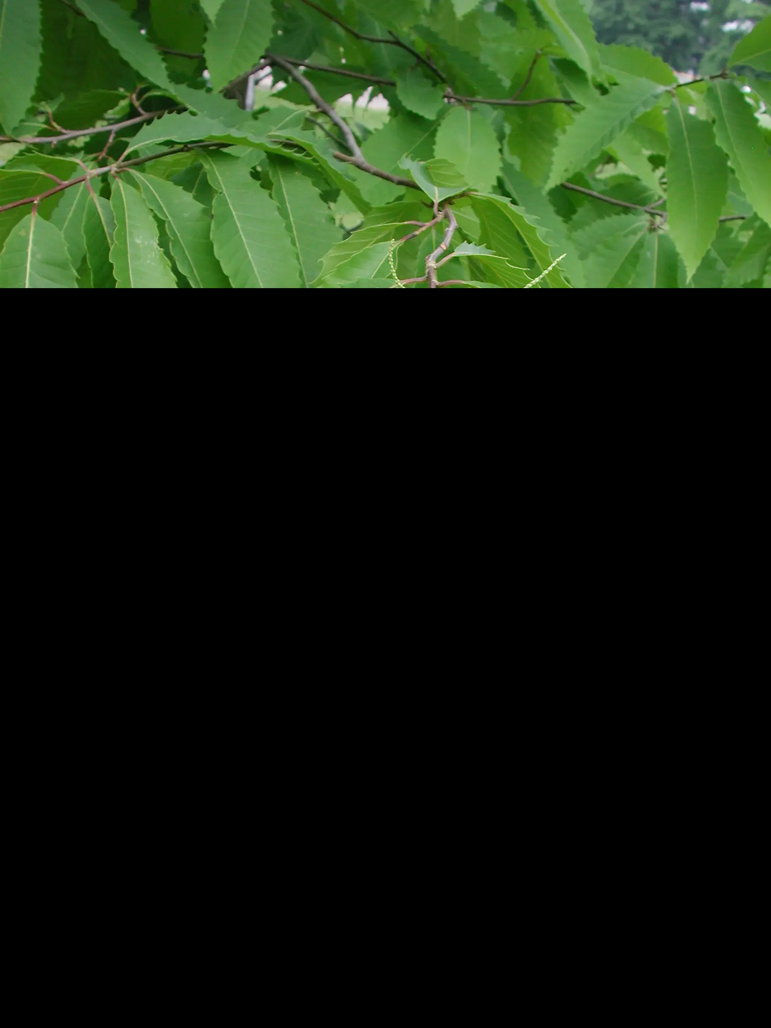 American Chestnut Tree 60/80cm (5L) - Image 3