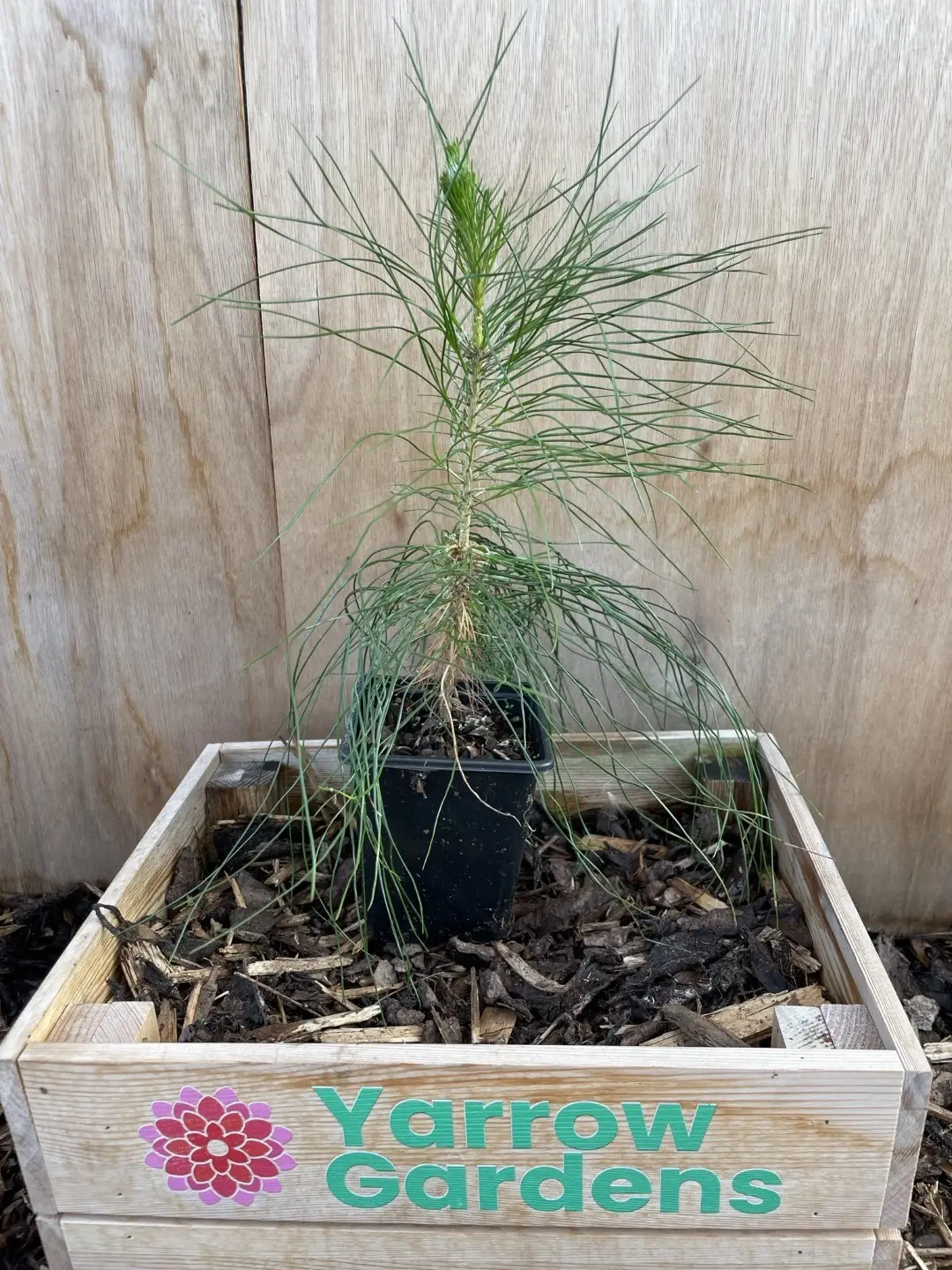 Masson's Pine aka Chinese Red Pine Bonsai (P9)