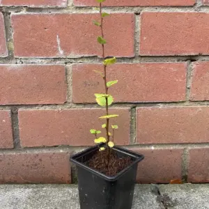 Dwarf Birch Tree 10/20cm (Cell)