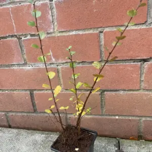 Dwarf Birch Tree 20/40cm (P9) (Multistem)