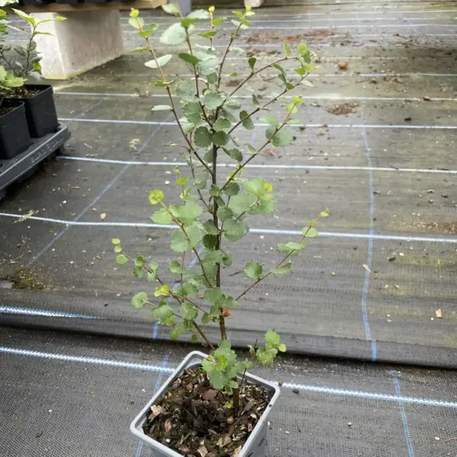 Dwarf Birch Tree 20/40cm (P9)