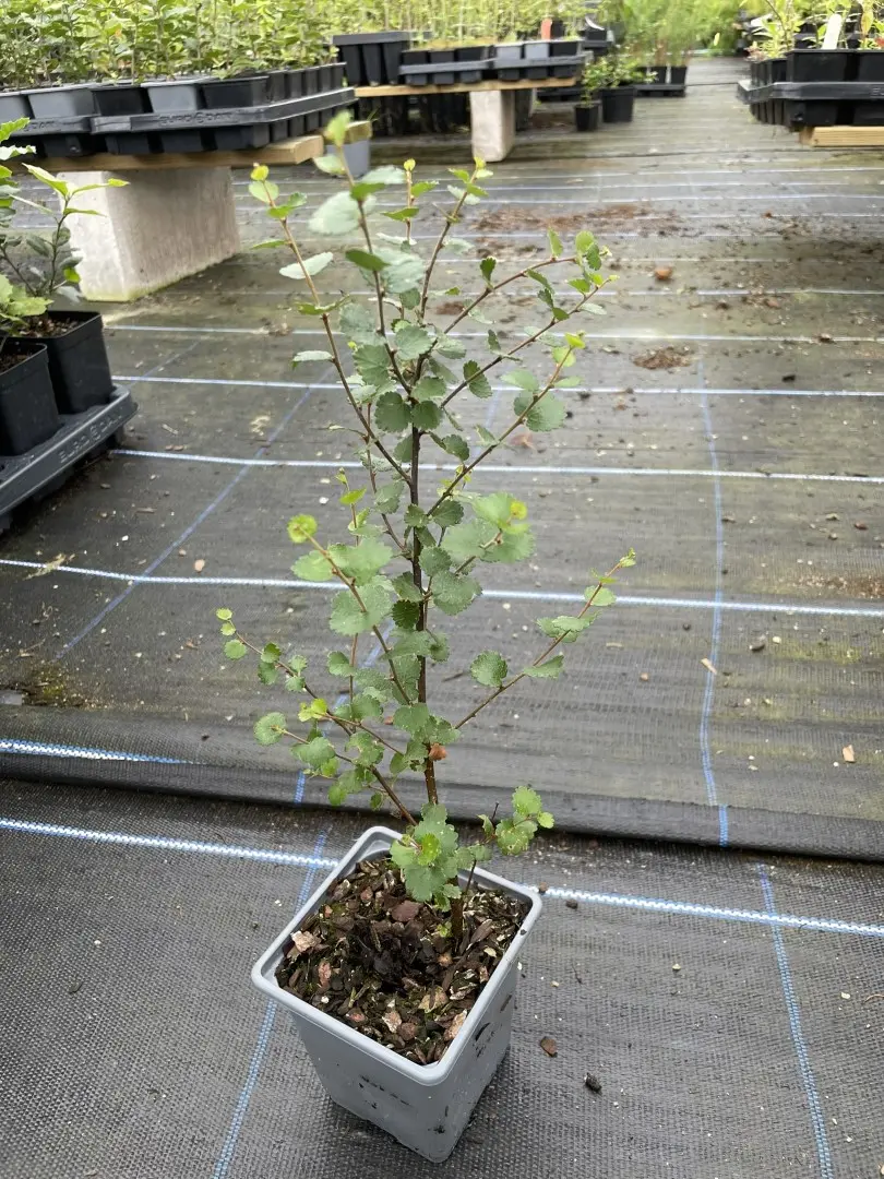 Dwarf Birch Tree 10/20cm (P9) - Image 3