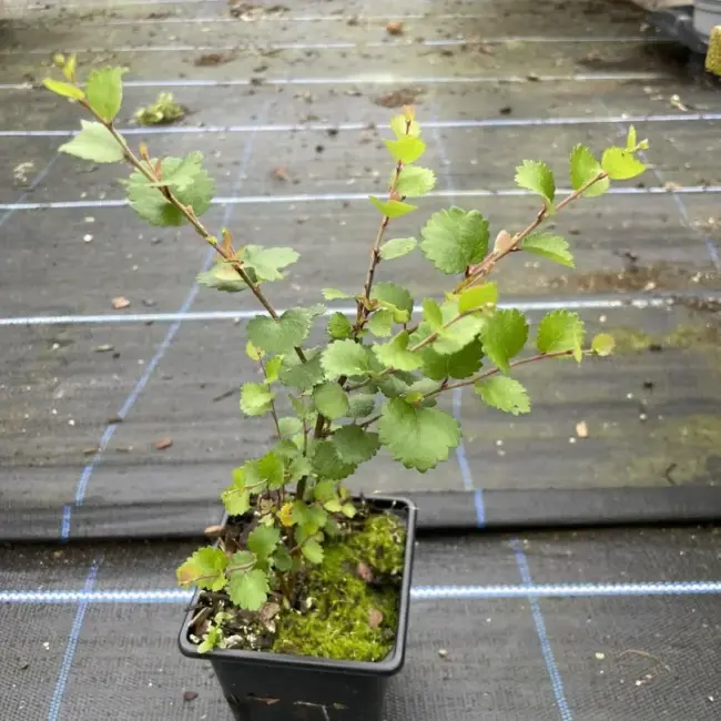 Dwarf Birch Tree 10/20cm (P9)