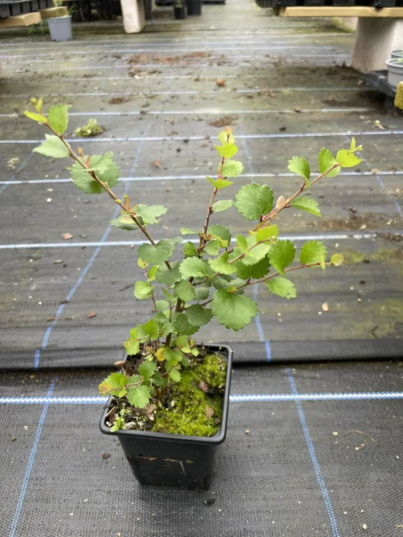Dwarf Birch Tree 10/20cm (P9)