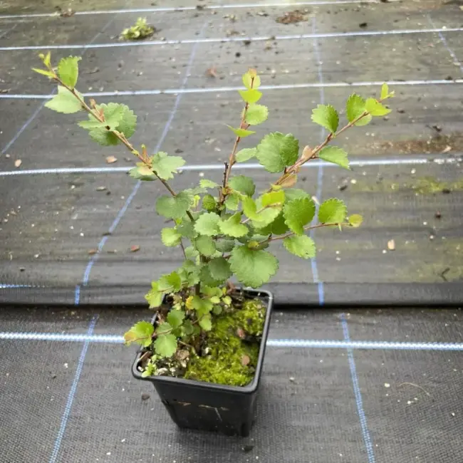 Dwarf Birch Tree 20/40cm (P9) - Image 2
