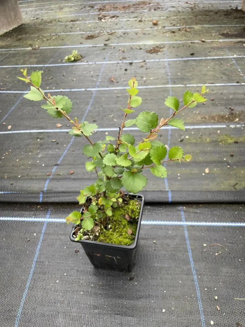 Dwarf Birch Tree 10/20cm (P9) - Image 2