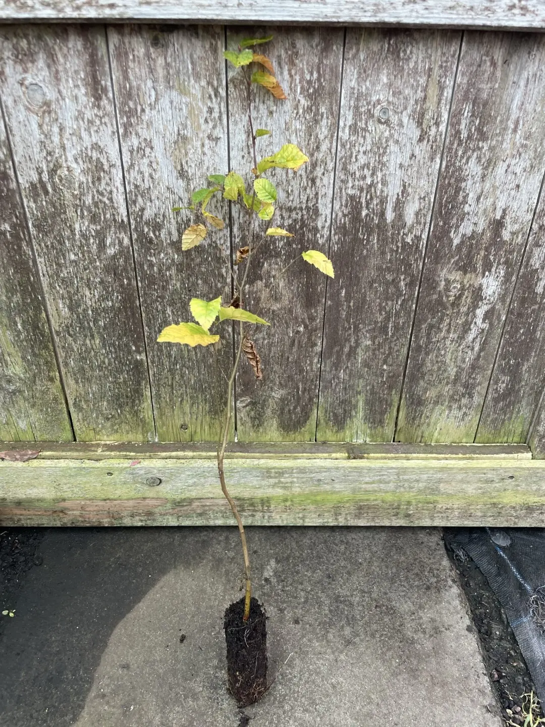Hornbeam Tree 40/60cm (Cell)