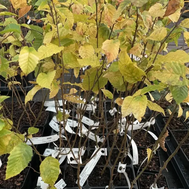 Hornbeam Tree 60/80cm (P9T) - Image 3