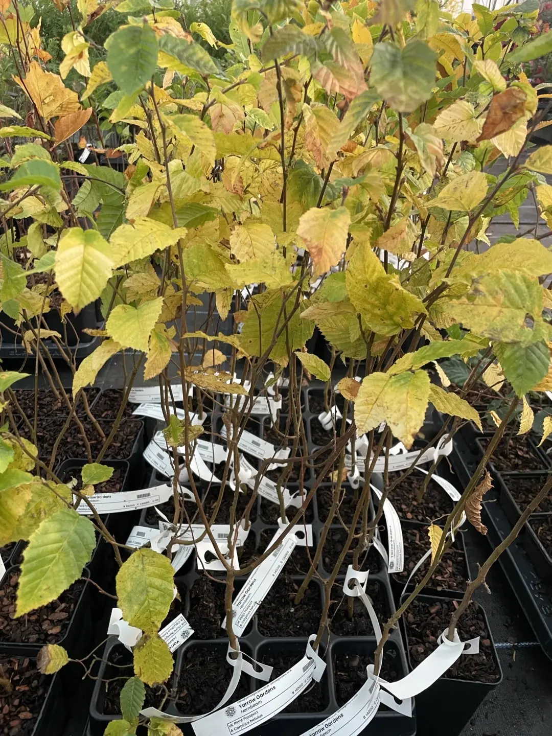 Hornbeam Tree 60/80cm (P9T) - Image 2