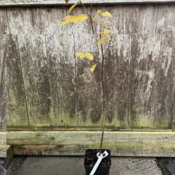 Hornbeam Tree 40/60cm (P9T)