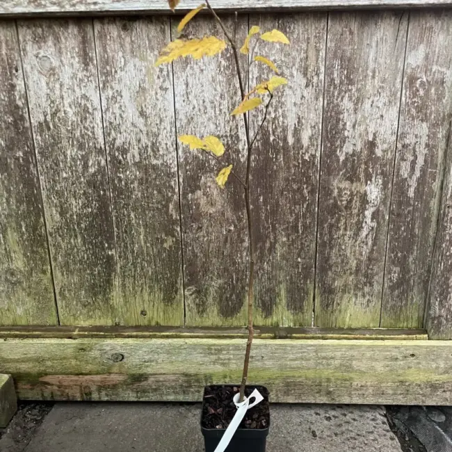 Hornbeam Tree 60/80cm (P9T)