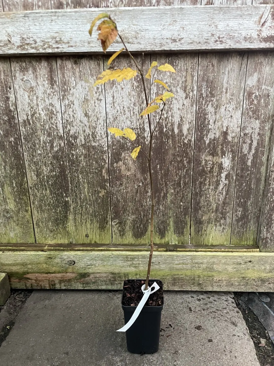 Hornbeam Tree 60/80cm (P9T)