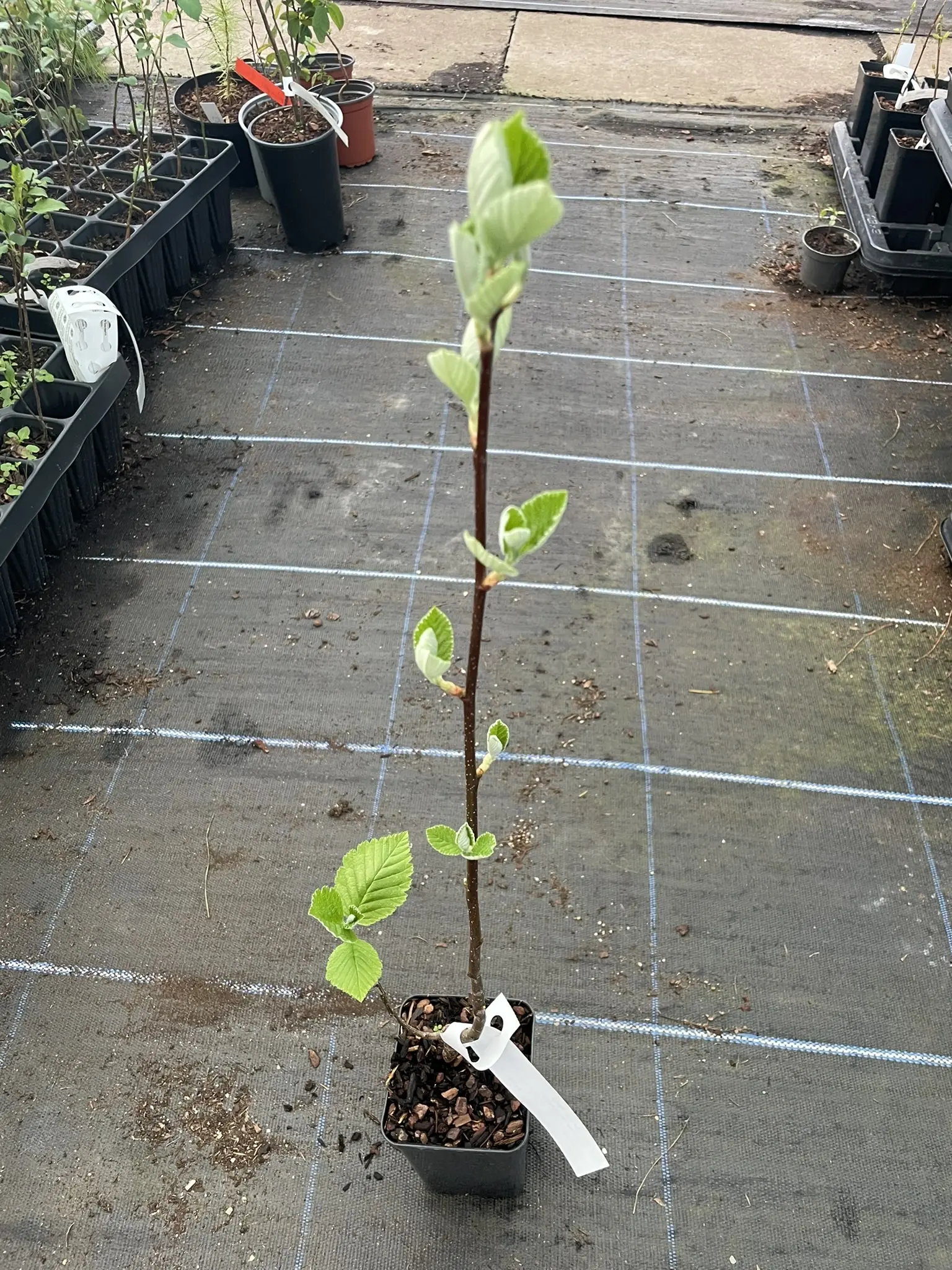 Whitebeam Tree 60/80cm (P9T) - Image 6