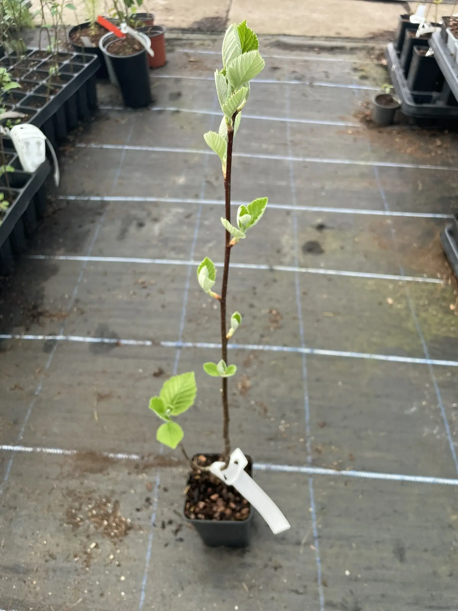 Whitebeam Tree 60/80cm (P9T) - Image 4