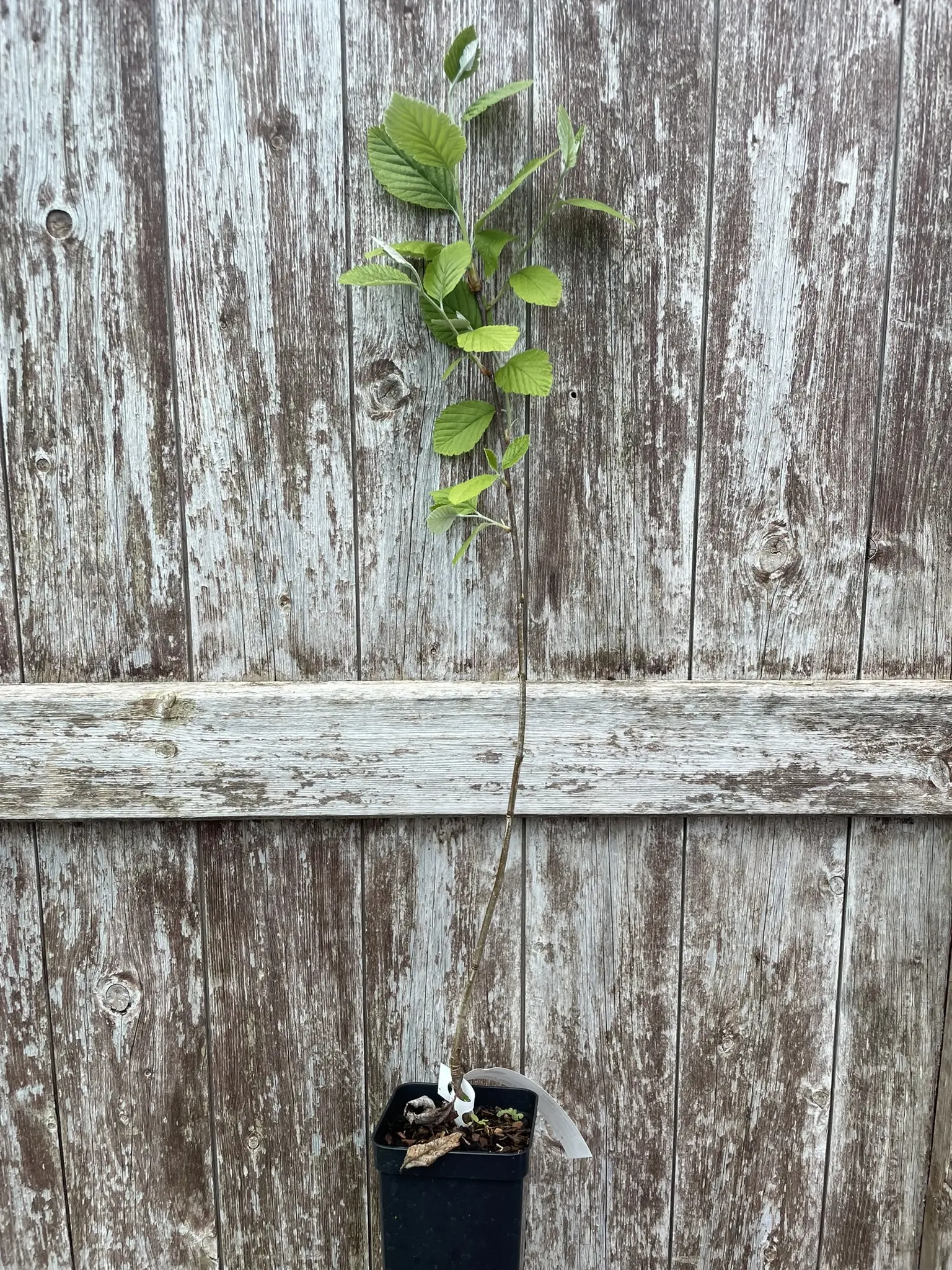 Whitebeam Tree 60/80cm (P9T) - Image 3