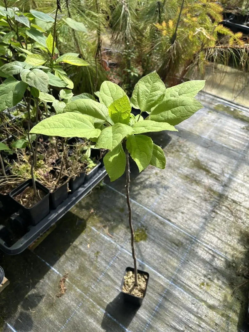 Indian Bean Tree - Catalpa bignonioid
