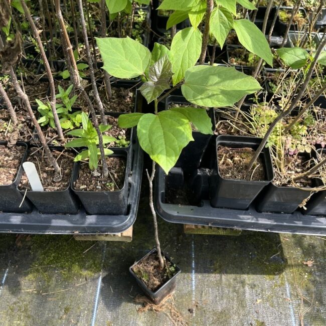 Indian Bean Tree | Catalpa bignonioides | Exotic Flowering Tree ...