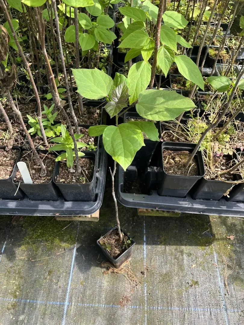 Indian Bean Tree - Catalpa bignonioid