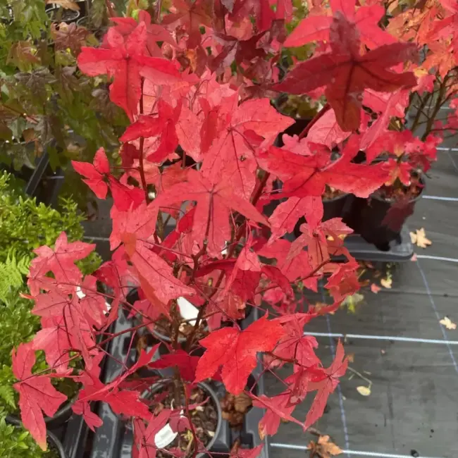 Sweet Gum Tree 60/80cm (2L) - Image 14