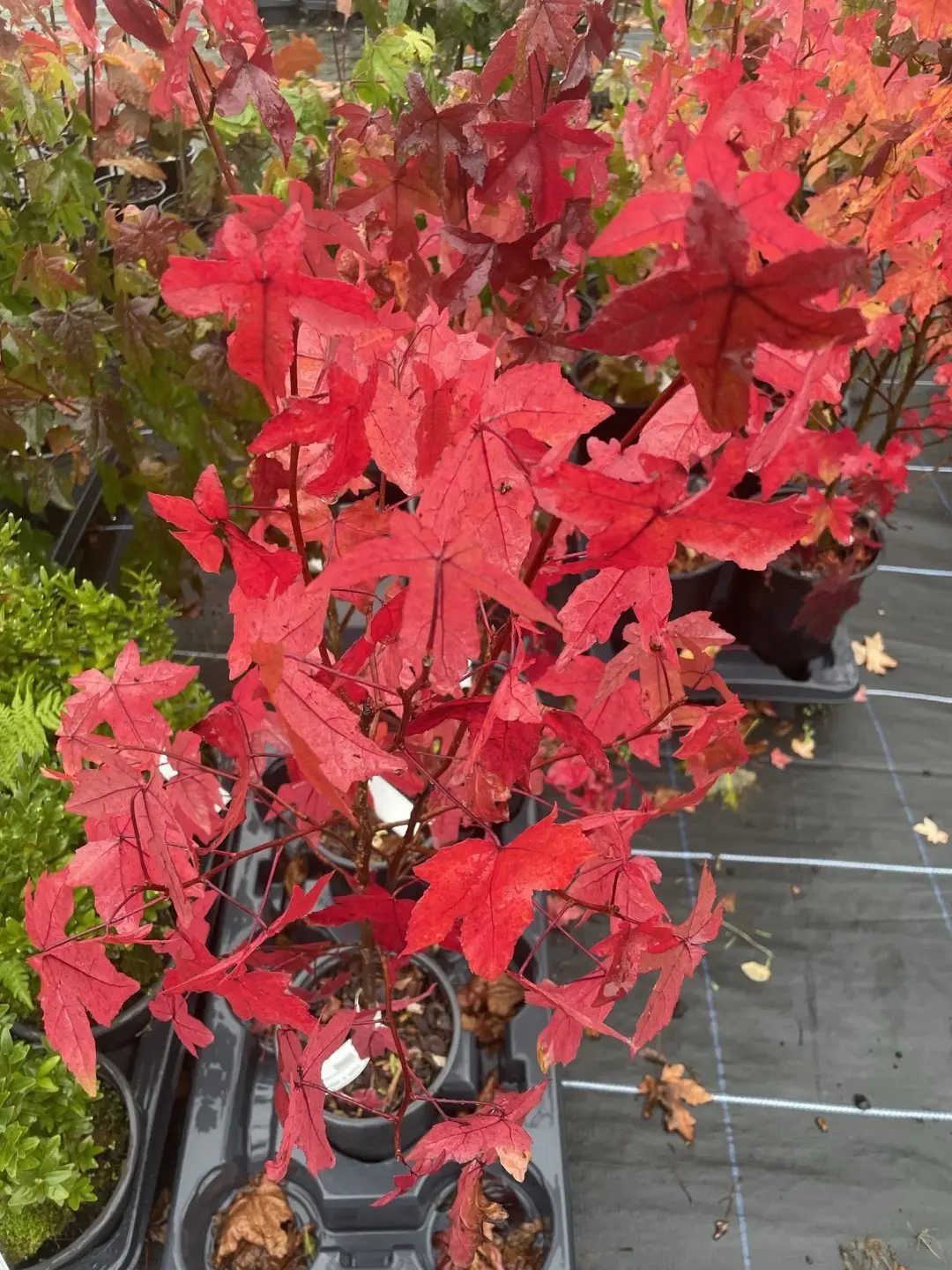 Sweet Gum Tree 40/60cm (2L) - Image 15