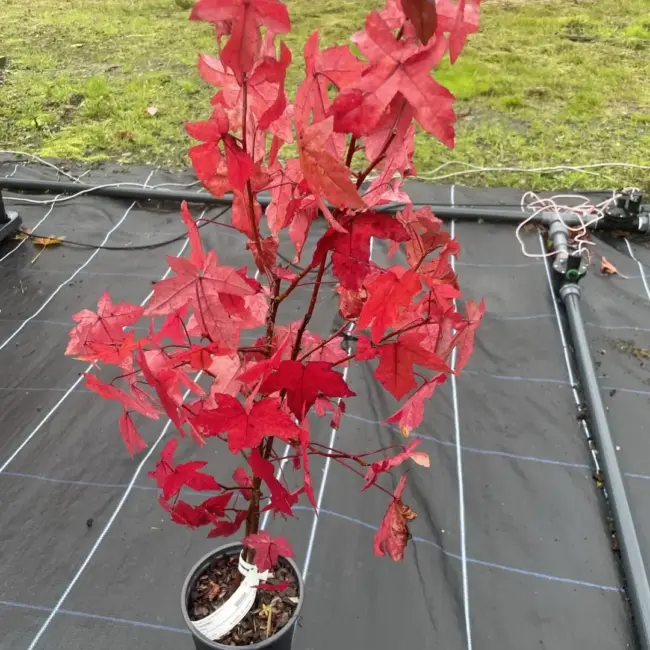 Sweet Gum Tree 60/80cm (2L) - Image 16