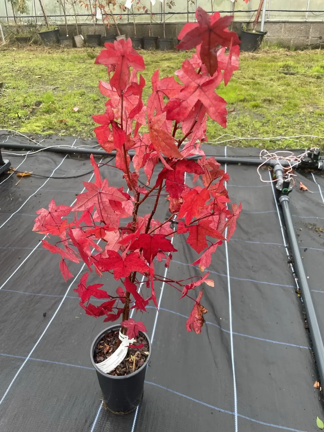 Sweet Gum Tree 40/60cm (2L) - Image 17