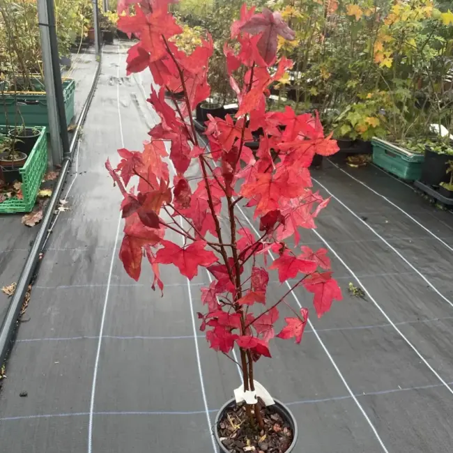 Sweet Gum Tree 60/80cm (2L) - Image 15