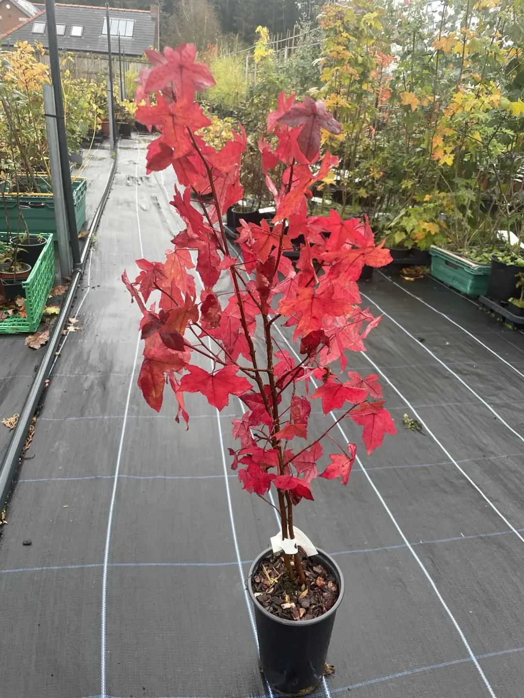 Sweet Gum Tree 40/60cm (2L) - Image 16