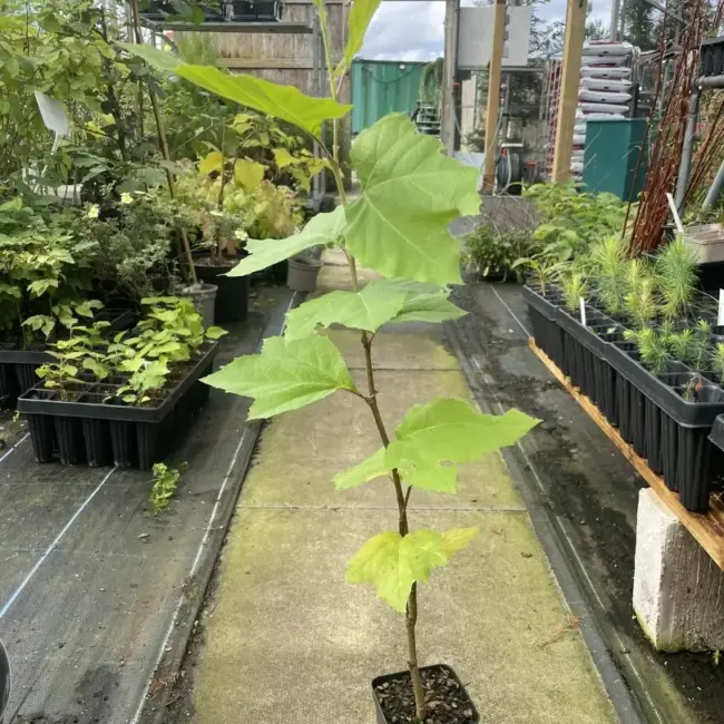 London Plane Tree 40/60cm (P9T)