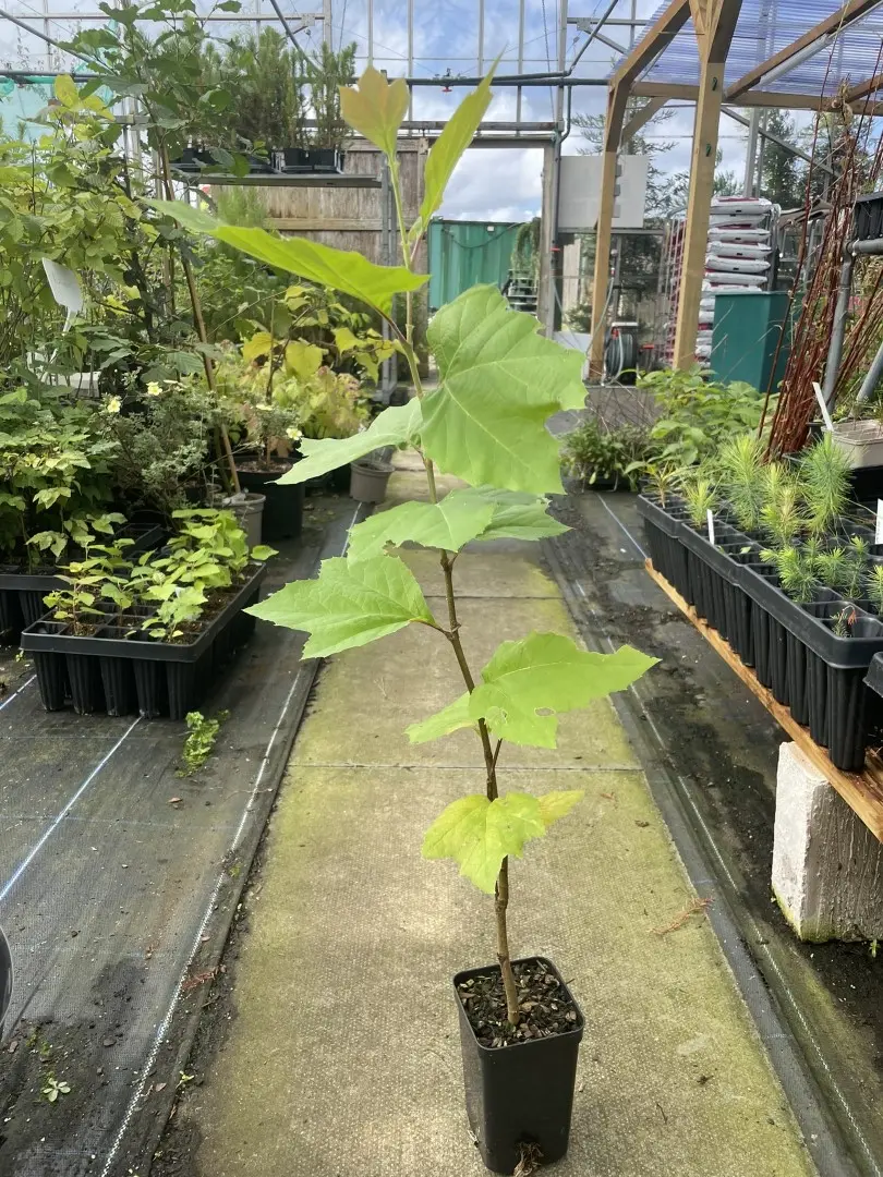 London Plane Tree 40/60cm (P9T)