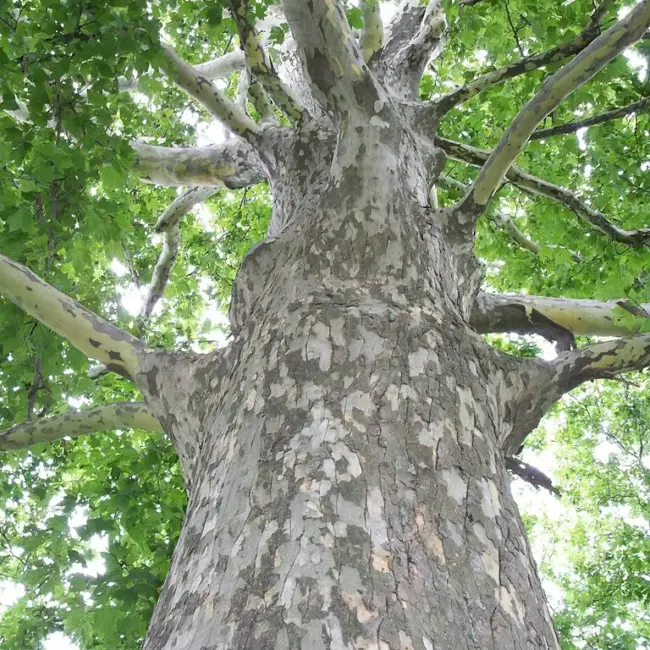 London Plane Tree 40/60cm (P9T) - Image 3