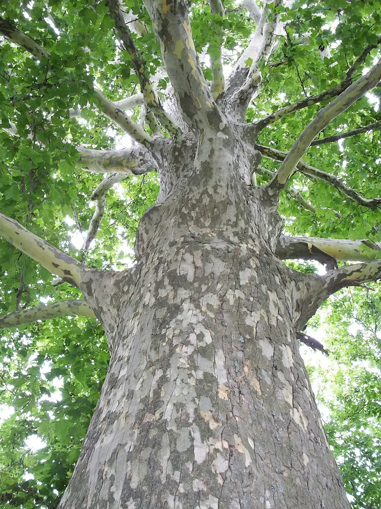 London Plane Tree 80/100cm (P9T) - Image 3