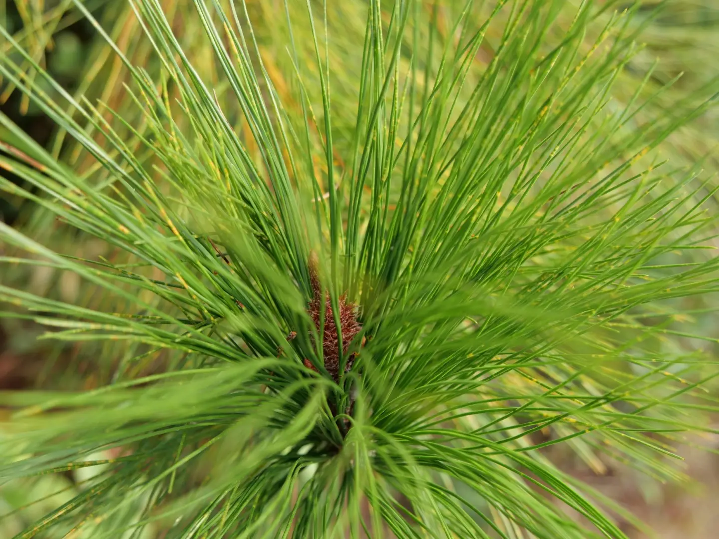 Chinese Red Pine / Masson's Pine 20/40cm (P9) - Image 3